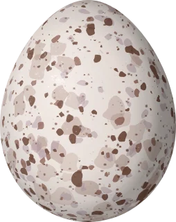 Illustration of an Orangequit (Euneornis campestris) egg, 18.5 × 14.7 mm