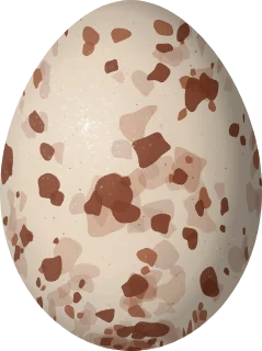 Osprey egg, 61.5 × 46 mm