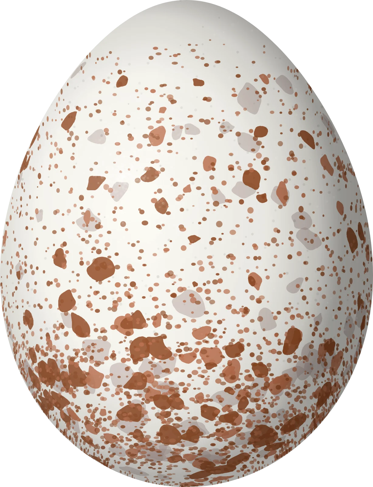 Illustration of an Ovenbird (Seiurus aurocapilla) egg, 20.2 × 15.5 mm