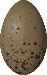 Pacific Loon egg, 75.5 × 47 mm