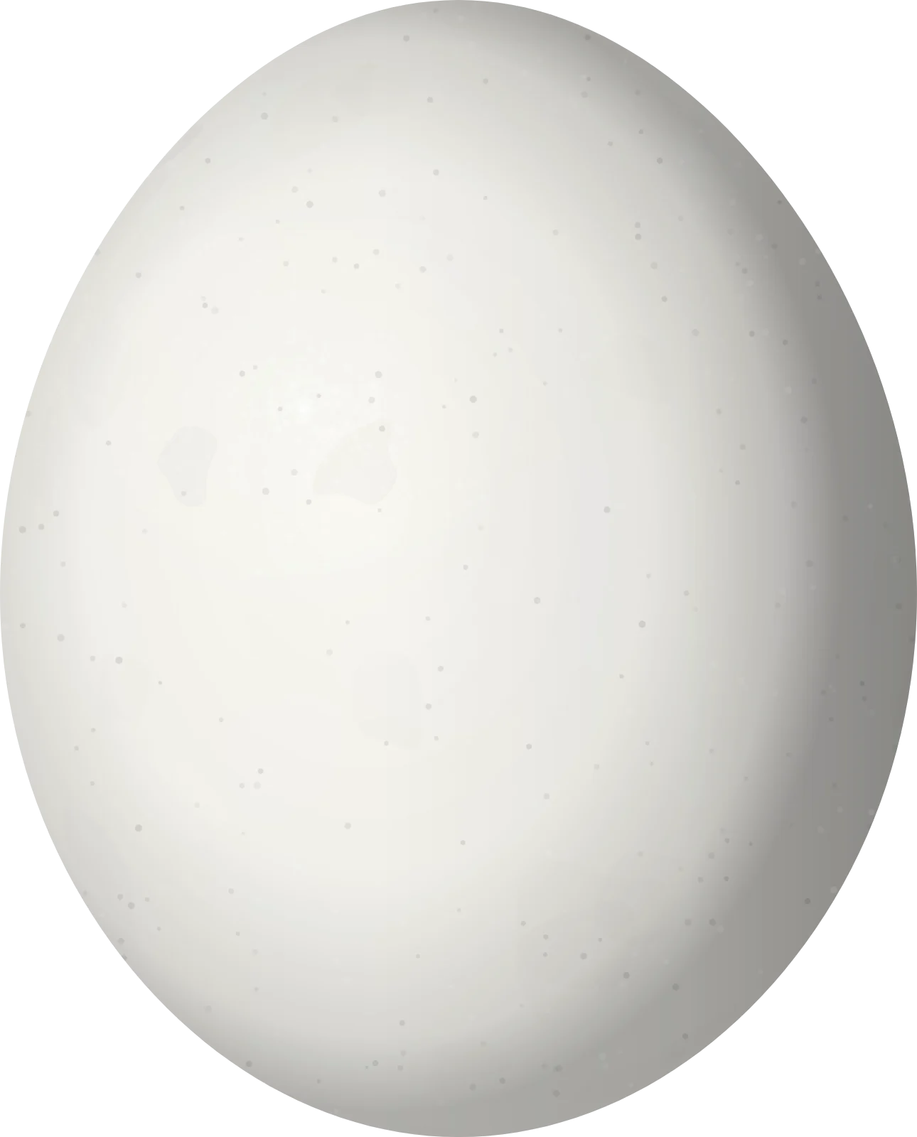 Illustration of a Pacific Parakeet (Psittacara strenuus) egg, 31 × 25 mm