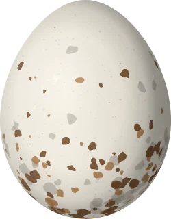 Pacific-slope Flycatcher egg, 16.8 × 13.1 mm