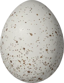 Painted Bunting egg, 18.9 × 14.5 mm
