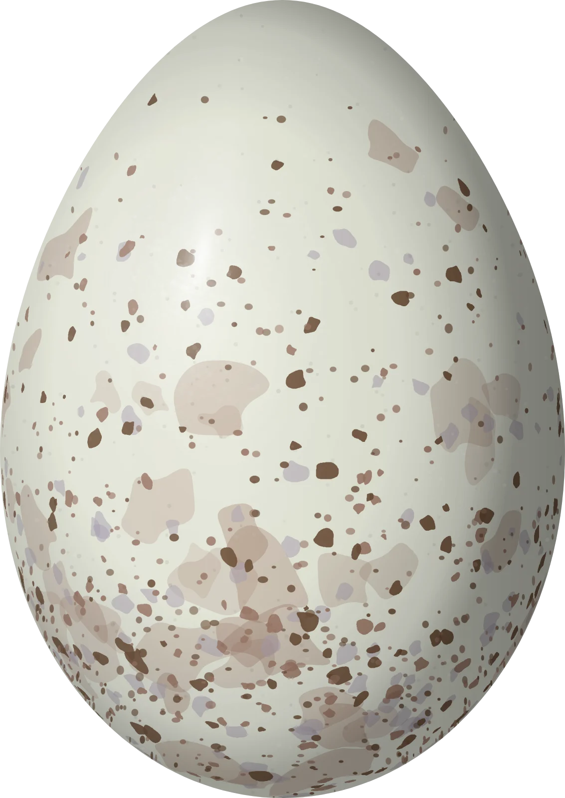 Illustration of a Pale Baywing (Agelaioides fringillarius) egg, 24 × 17 mm