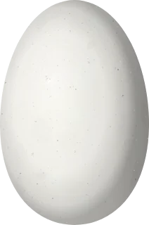 Illustration of a Pale-bellied Hermit (Phaethornis anthophilus) egg, 14.2 × 9.4 mm