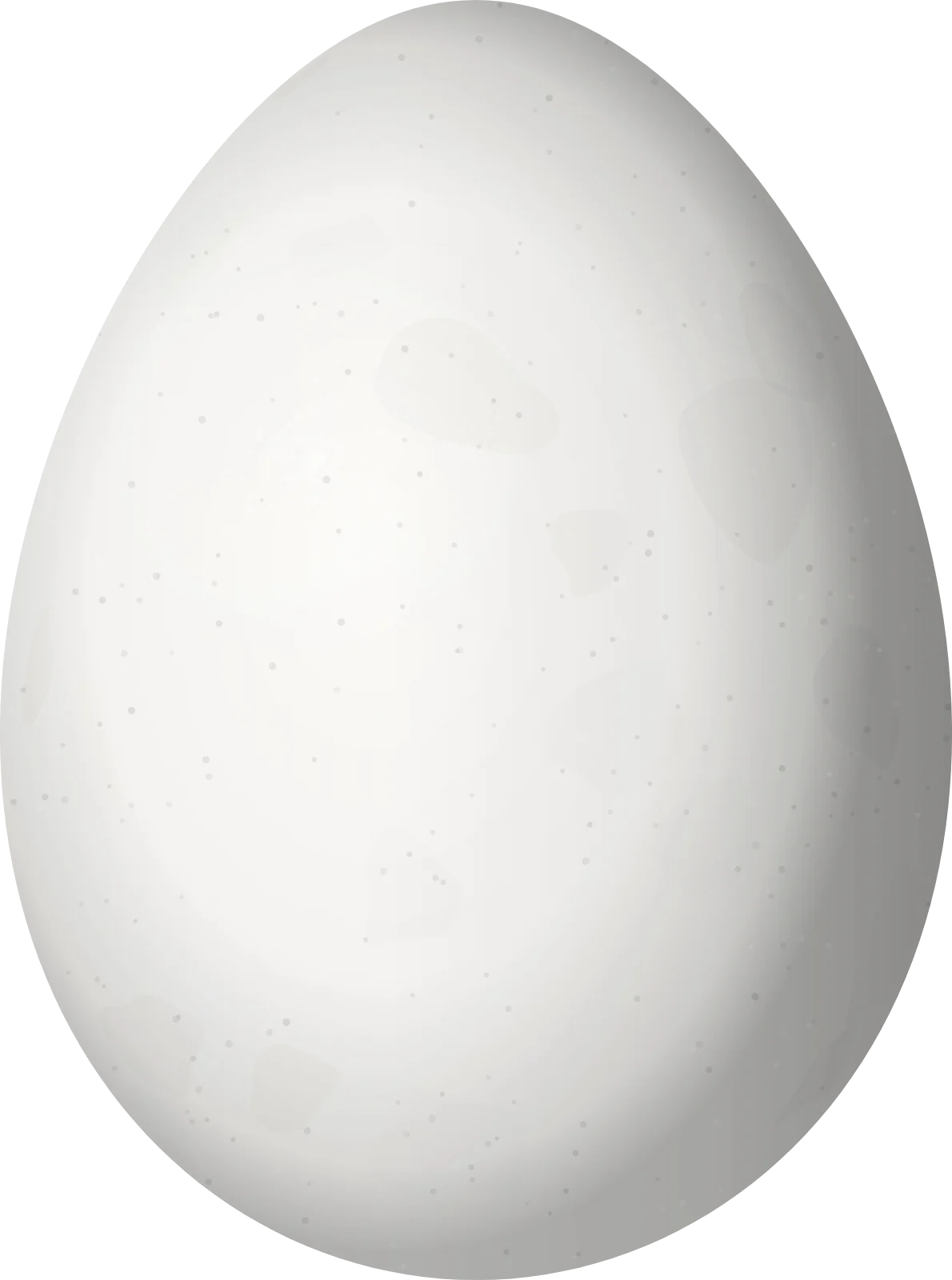 Illustration of a Pale-legged Hornero (Furnarius leucopus) egg, 26.9 × 20 mm