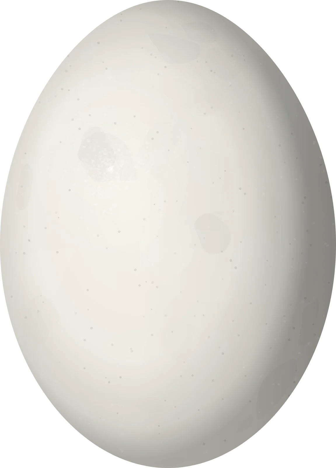 Illustration of a Pale-vented Pigeon (Patagioenas cayennensis) egg, 36.15 × 26 mm