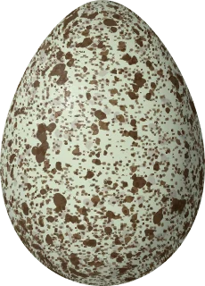 Illustration of a Parasitic Jaeger (Stercorarius parasiticus) egg, 57 × 41 mm