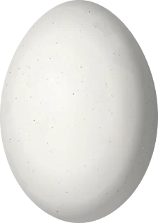 Passenger Pigeon egg, 38.2 × 27 mm