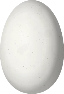 Illustration of a Peacock Coquette (Lophornis pavoninus) egg, 11.4 × 7.8 mm