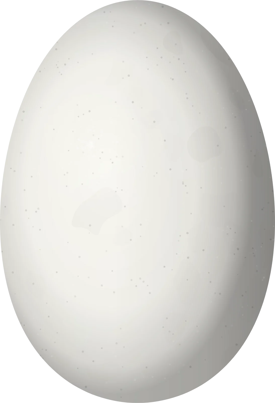 Illustration of a Peacock Coquette (Lophornis pavoninus) egg, 11.4 × 7.8 mm
