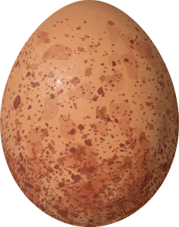 Illustration of a Peregrine Falcon (Falco peregrinus) egg, 52 × 41 mm