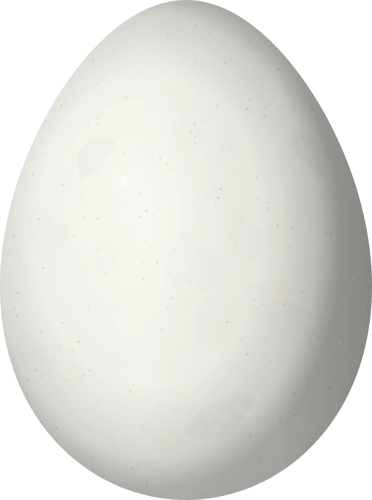 Illustration of a Pernambuco Foliage-gleaner (Automolus lammi) egg, 26.6 × 19.8 mm