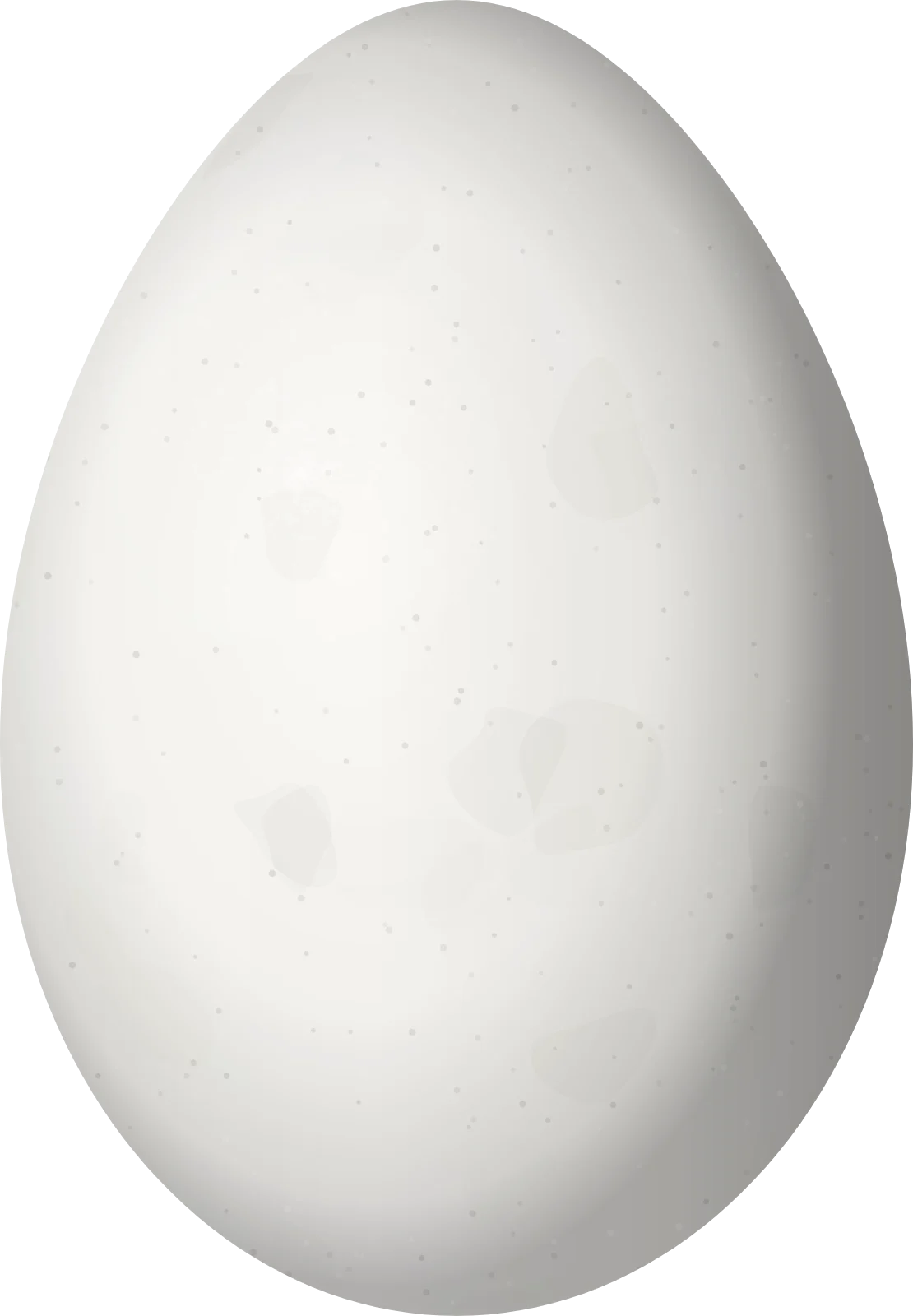 Illustration of a Peruvian Martin (Progne murphyi) egg, 23.5 × 16.3 mm