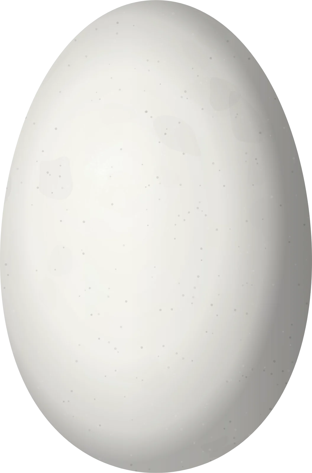 Illustration of a Peruvian Sheartail (Thaumastura cora) egg, 13.5 × 8.9 mm