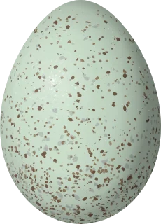 Illustration of a Peruvian Sierra Finch (Phrygilus punensis) egg, 22 × 15.8 mm