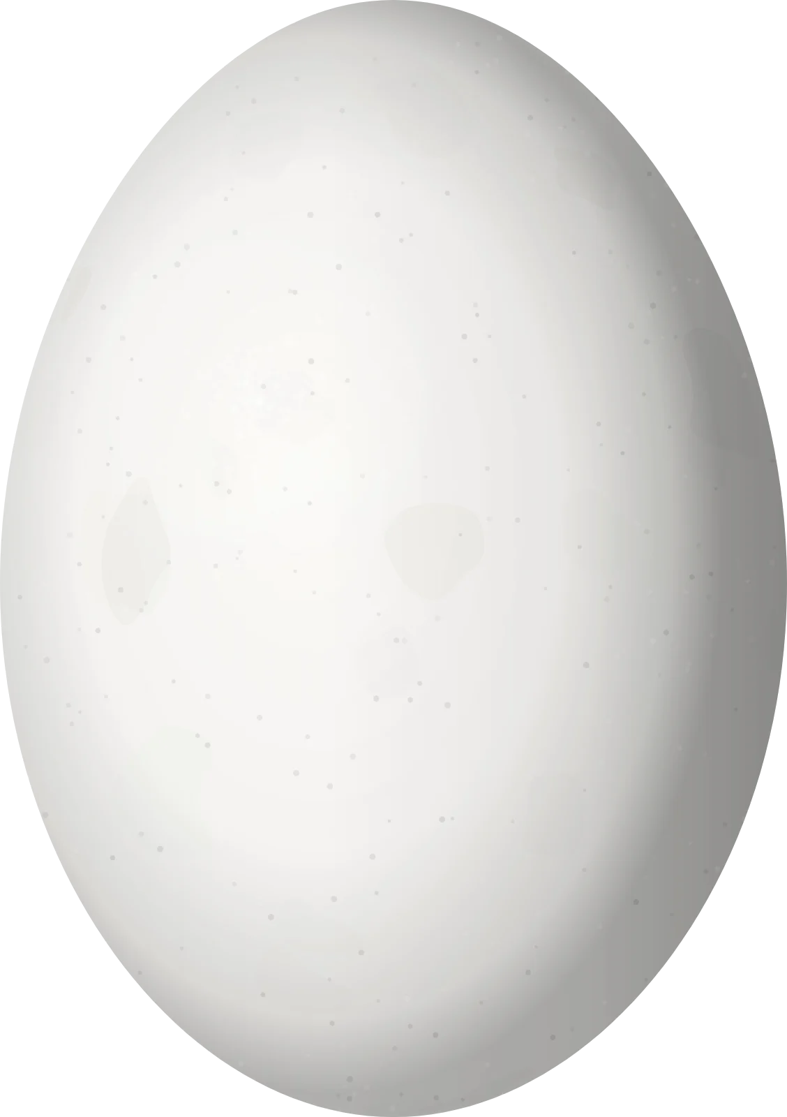 Illustration of a Pied Imperial Pigeon (Ducula bicolor) egg, 43.7 × 30.8 mm