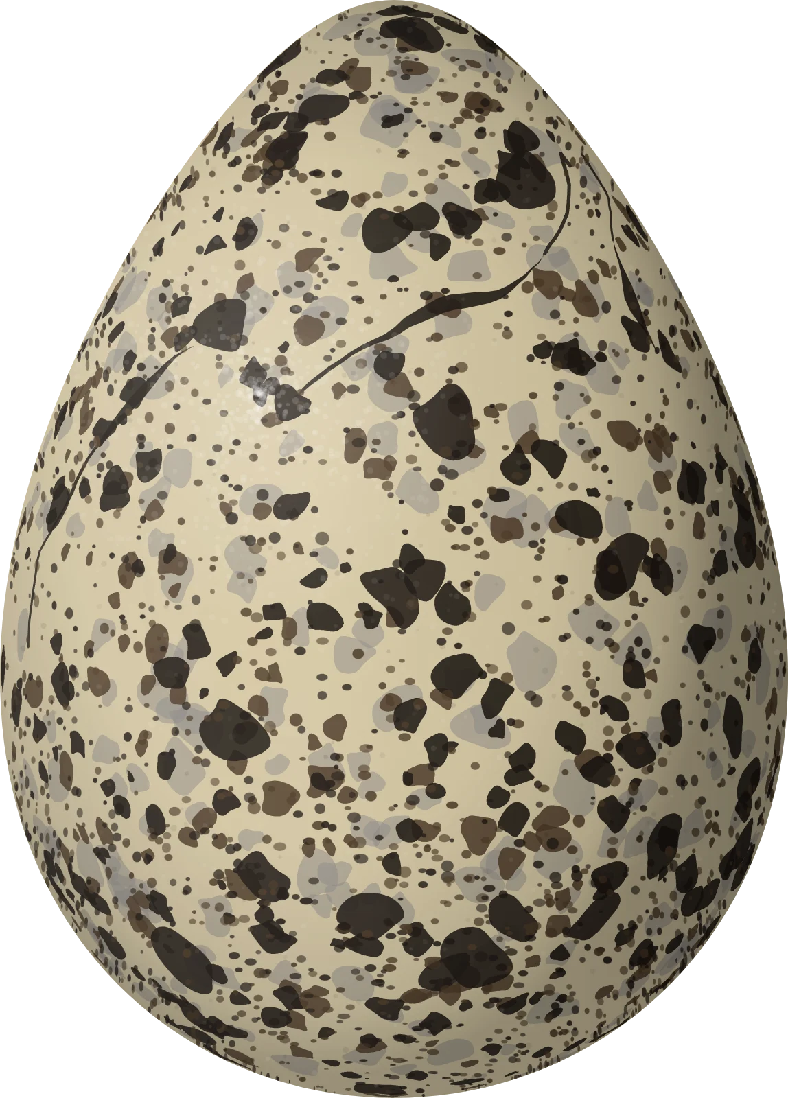 Illustration of a Pied Plover (Hoploxypterus cayanus) egg, 36.8 × 26.4 mm