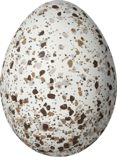 Pine Warbler egg, 18.1 × 13.5 mm