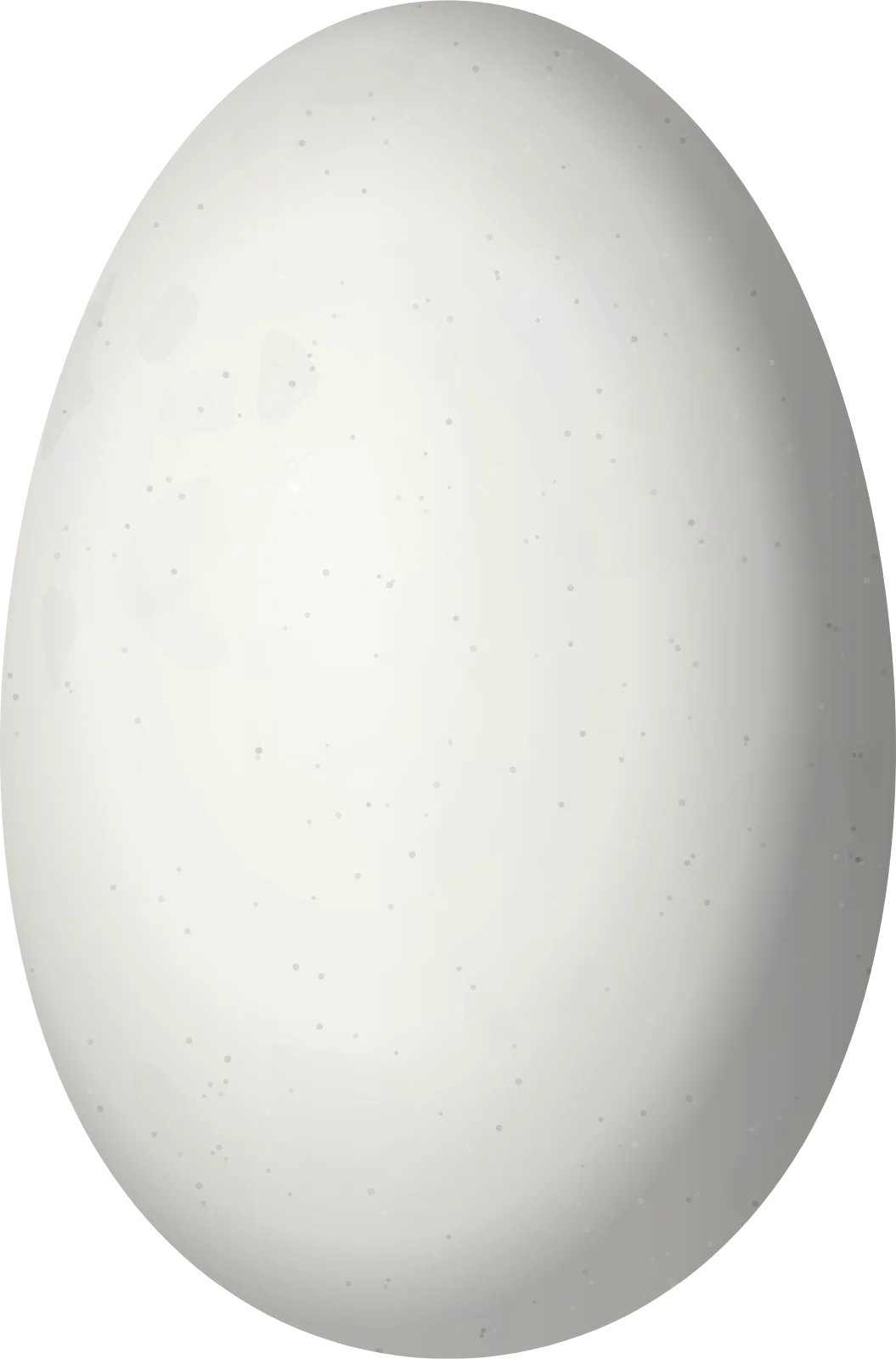 Illustration of a Pink-throated Brilliant (Heliodoxa gularis) egg, 13.5 × 8.9 mm