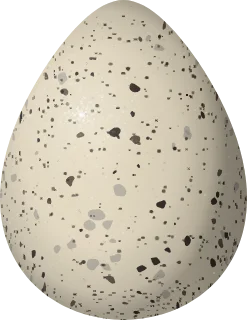 Piping Plover egg, 31.4 × 24.2 mm