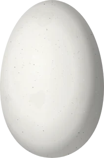 Illustration of a Plain-bellied Emerald (Chrysuronia leucogaster) egg, 13.5 × 8.9 mm