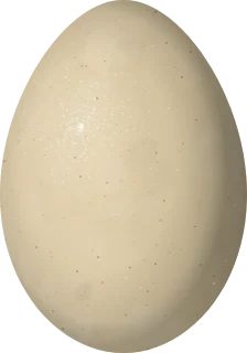 Plain Chachalaca egg, 58.4 × 40.9 mm