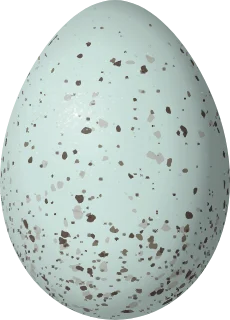 Illustration of a Plain-colored Seedeater (Catamenia inornata) egg, 19.73 × 14.2 mm