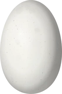 Illustration of a Planalto Hermit (Phaethornis pretrei) egg, 14.35 × 9.5 mm