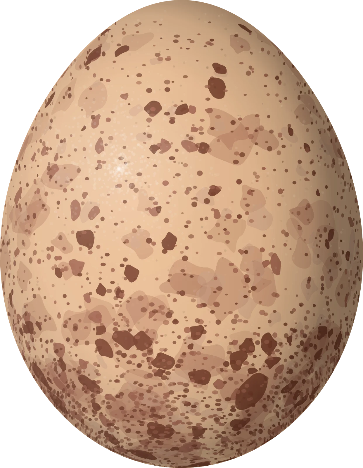 Illustration of a Plumbeous Forest Falcon (Micrastur plumbeus) egg, 50.1 × 38.9 mm