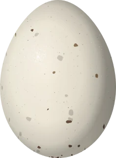 Plumbeous Vireo egg, 20.2 × 14.9 mm