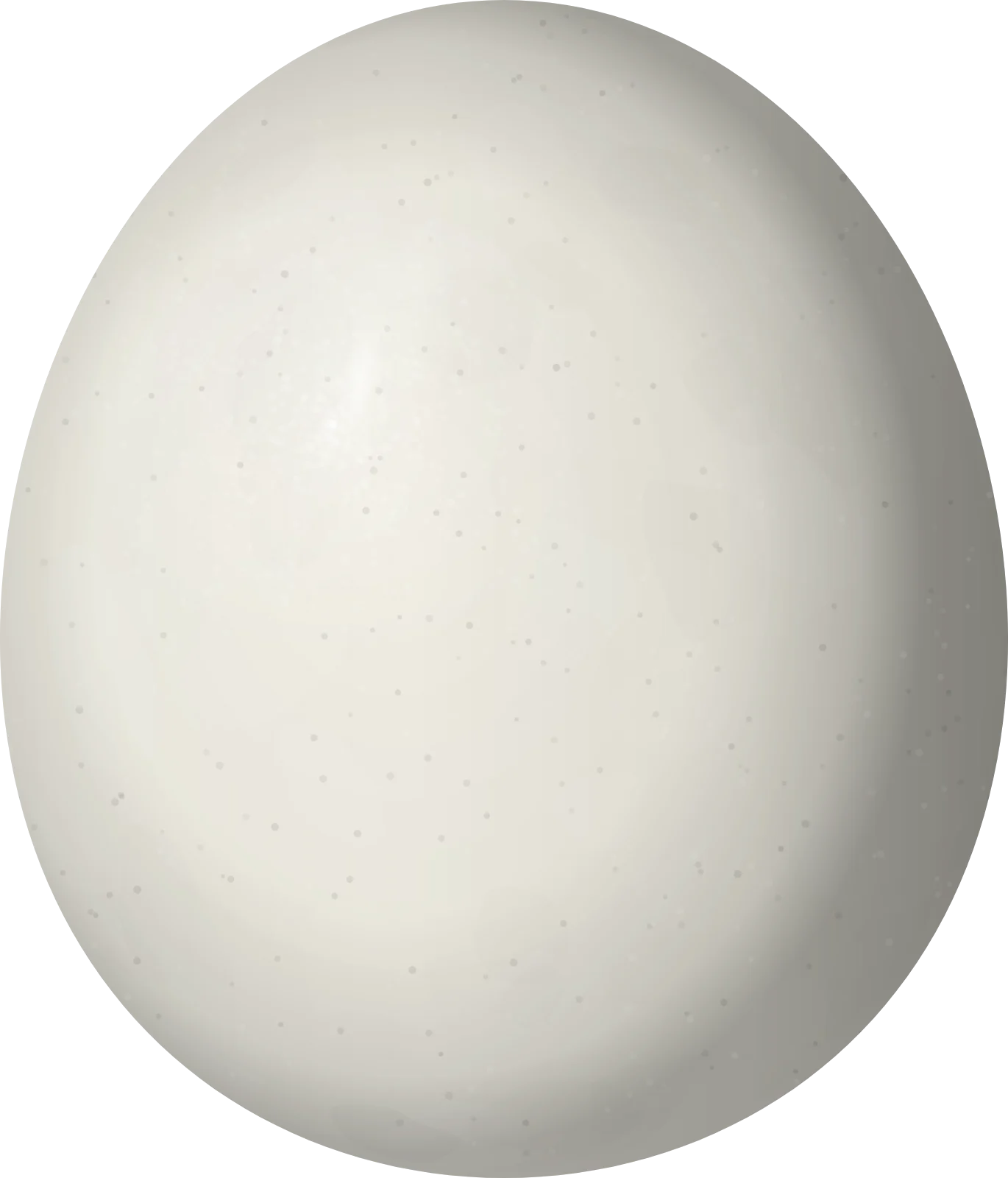 Illustration of a Puerto Rican Owl (Gymnasio nudipes) egg, 36.8 × 31.5 mm