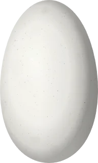 Illustration of a Purple-crowned Plovercrest (Stephanoxis loddigesii) egg, 13.5 × 8.1 mm