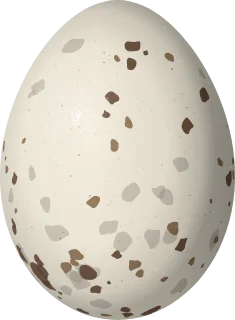 Purple Gallinule egg, 39.2 × 28.8 mm