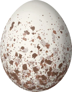 Pygmy Nuthatch egg, 15.4 × 12.1 mm