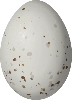 Pyrrhuloxia egg, 24.5 × 17.8 mm