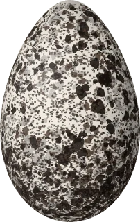 Illustration of a Razorbill (Alca torda) egg, 75.9 × 47.9 mm
