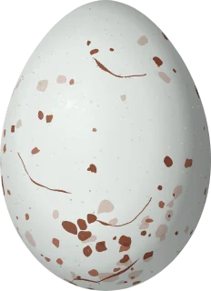 Red Crossbill egg, 20.4 × 14.8 mm
