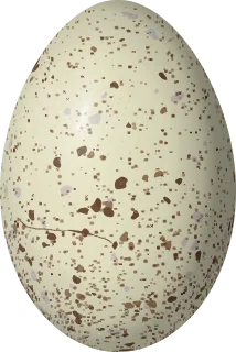 Illustration of a Red-fronted Coot (Fulica rufifrons) egg, 55.5 × 37.2 mm