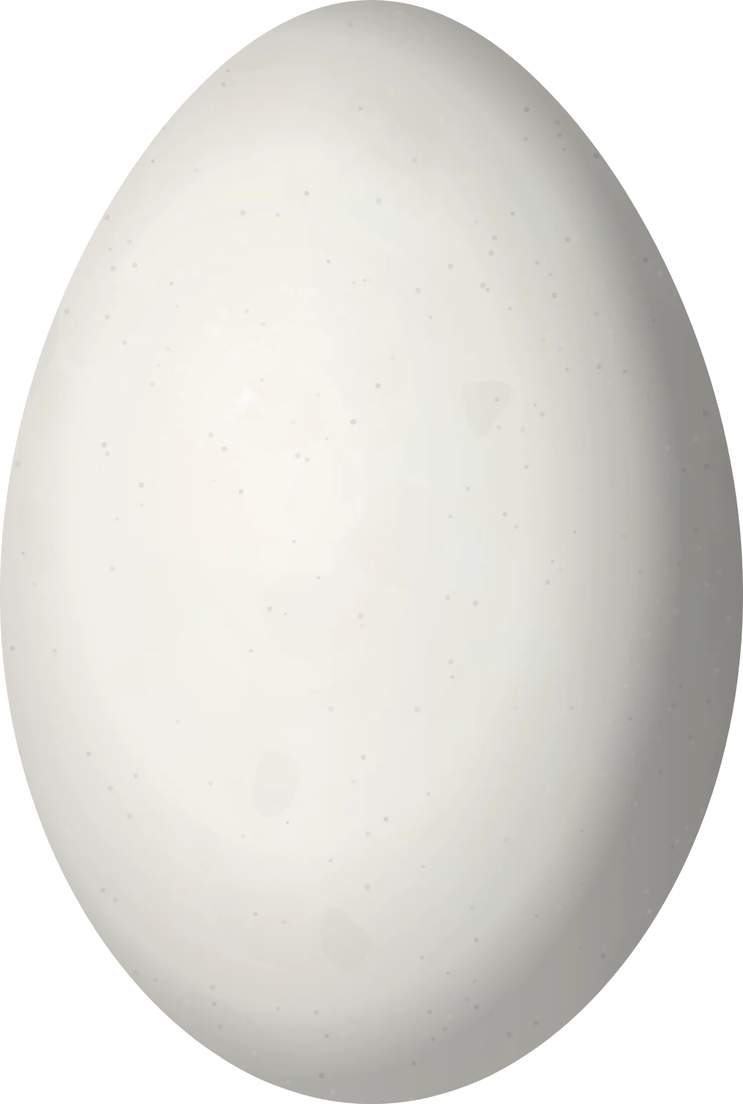Illustration of a Red-headed Barbet (Eubucco bourcierii) egg, 24.5 × 16.5 mm
