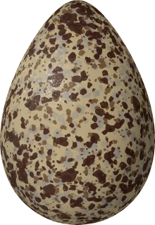 Red Knot egg, 43.1 × 29.6 mm