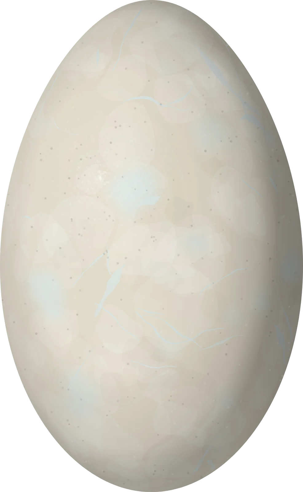 Illustration of a Red-legged Cormorant (Poikilocarbo gaimardi) egg, 60.7 × 37.4 mm