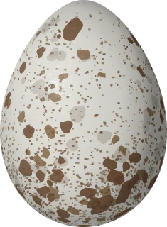 Illustration of a Red-legged Kittiwake (Rissa brevirostris) egg, 55.8 × 40.9 mm
