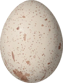Illustration of a Red-legged Seriema (Cariama cristata) egg, 63 × 48 mm