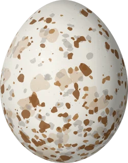 Red-shouldered Hawk egg, 54.5 × 42.8 mm