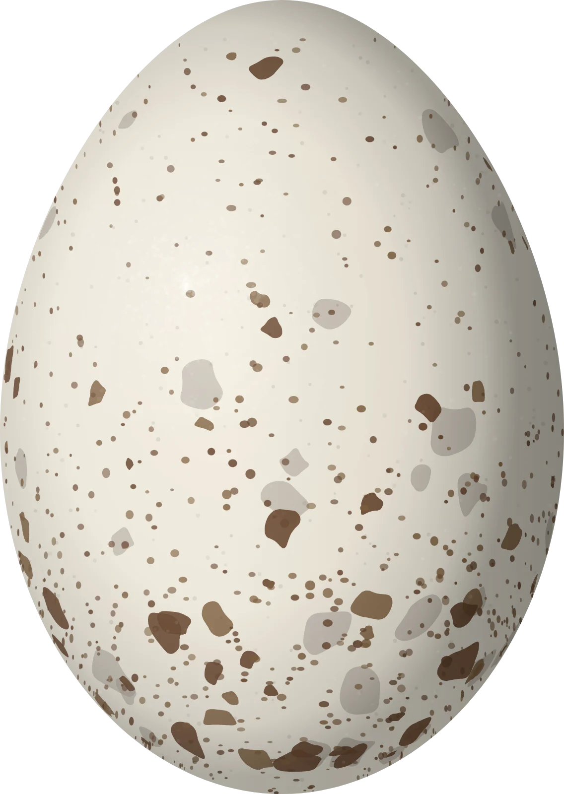 Illustration of a Ridgway's Rail (Rallus obsoletus) egg, 44.1 × 31.3 mm