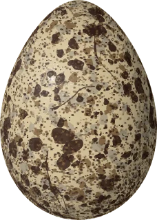 Illustration of a Ring-billed Gull (Larus delawarensis) egg, 59.3 × 42.3 mm