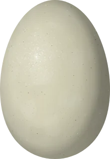 Ring-necked Duck egg, 57.5 × 39.8 mm