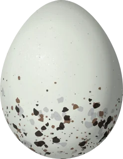 Illustration of a Ringed Warbling Finch (Microspingus torquatus) egg, 17.2 × 13.3 mm