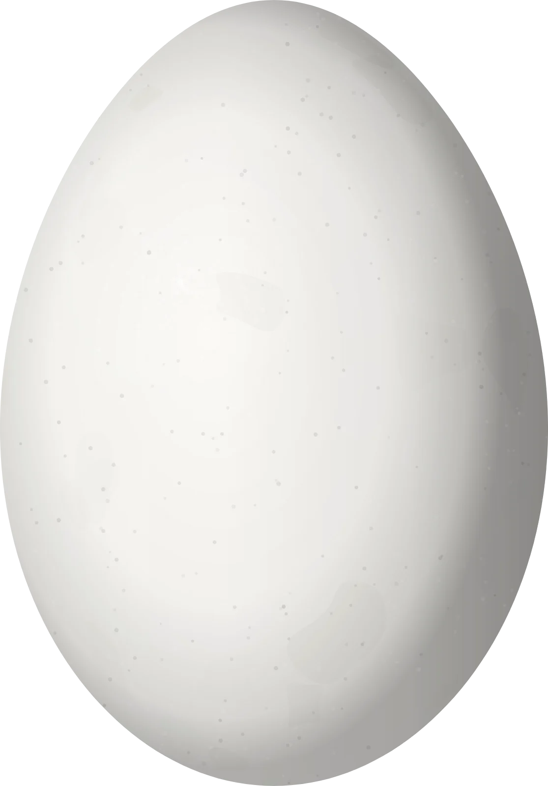 Illustration of a Robust Woodpecker (Campephilus robustus) egg, 34 × 23.7 mm